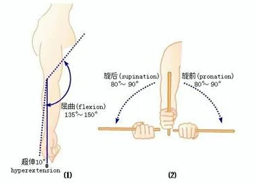 关节活动范围极大，如何轻松做到？
